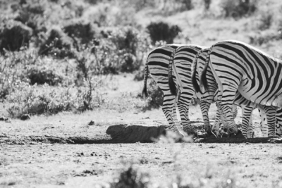 Südafrika Reisefotos Fotograf Herford MT-Fotos (26)